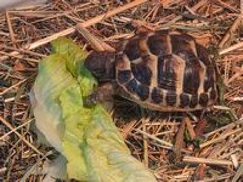   Tortue de terre juvénile 