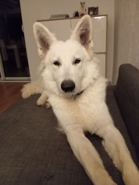 Cherche nouvelle famille pour mon berger blanc suisse 300 42300 Roanne