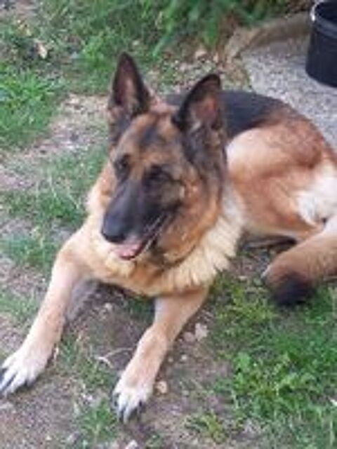   don Berger allemand 8ans femelle  
