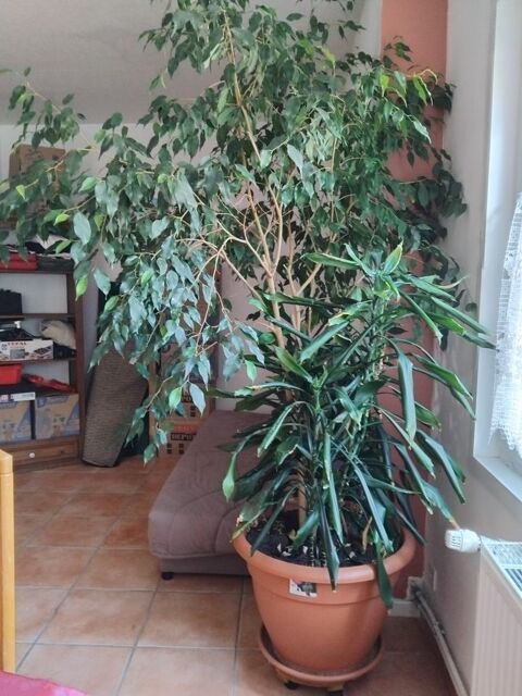 Plantes interieures 50 Sebourg (59)