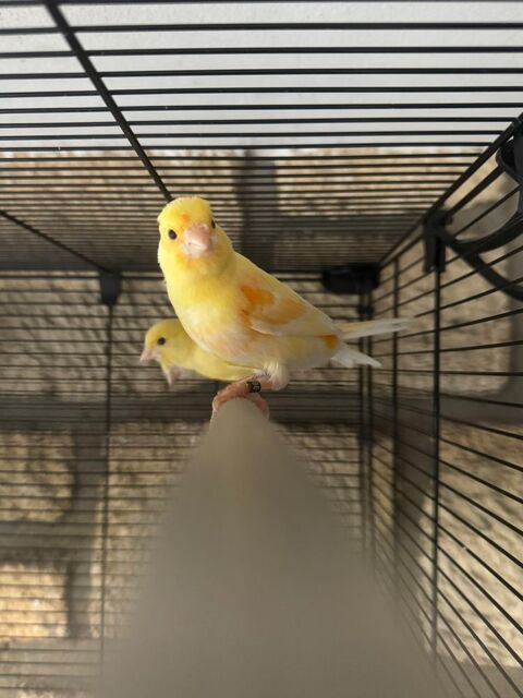 Oiseau canari mosaïque 30 93330 Neuilly-sur-marne