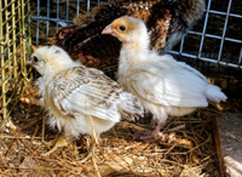  Poussins  