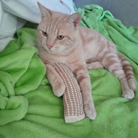 Didier,5 ans, recherche un bon foyer 195 92600 Asni�res-sur-seine