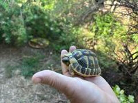  Tortues de terre 