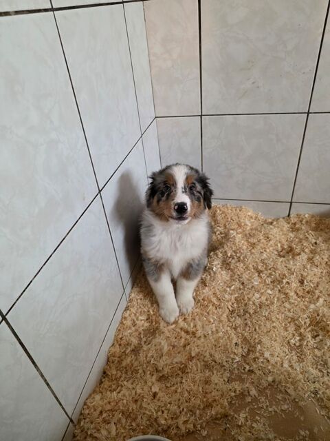 Berger australien  750 77750 Saint-cyr-sur-morin