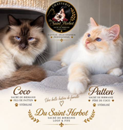   Males Adultes sacre de birmanie LOOF STERILISES 