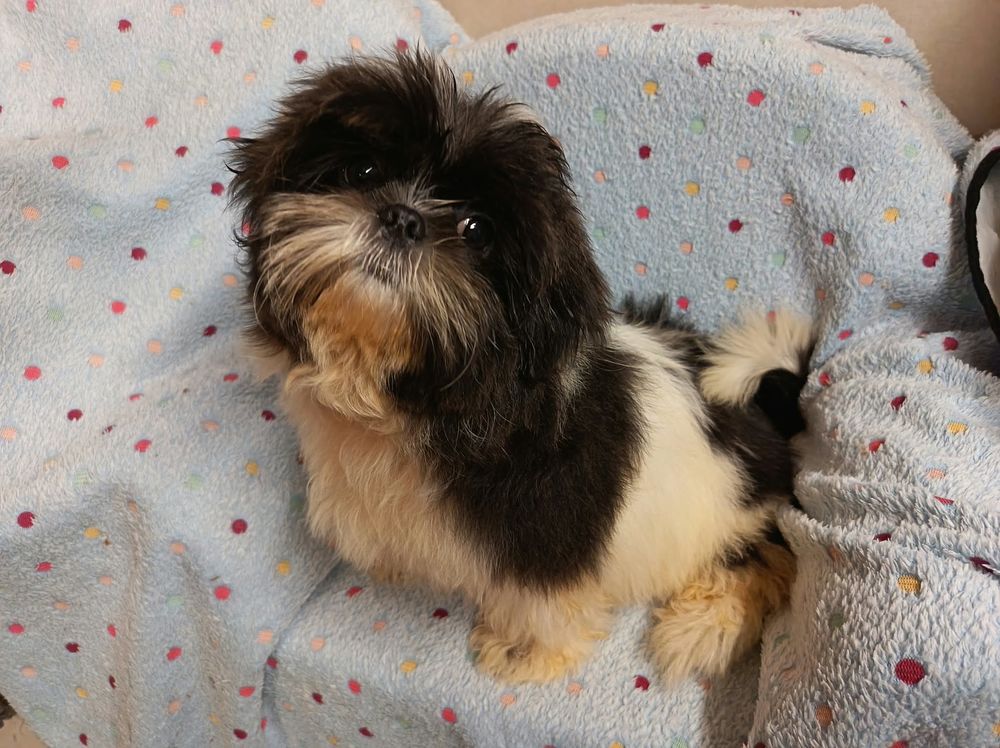   Shih tzu couleur bleu 