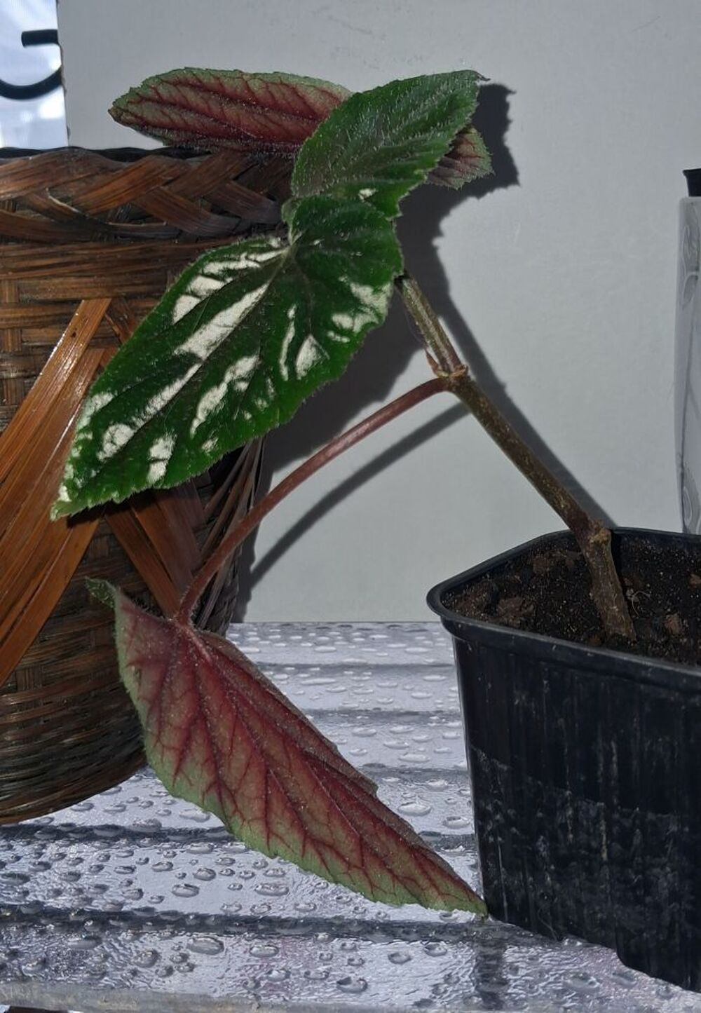 Boutures de plantes Jardin