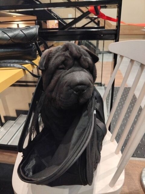 Chiot femelle Shar Pei NON LOF disponible 700 31210 Ausson