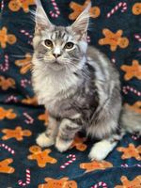   Chaton Maine Coon LOOF  