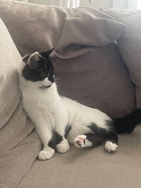 Chat m&acirc;le 0 77720 Quiers