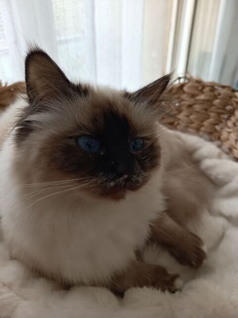 femmelle sacr&eacute; de Birmanie loof 1 an. 500 14000 Caen