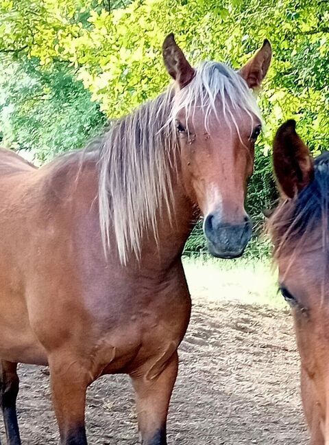 JOLIE POULICHE 3 ans OC 4000 54450 Blâmont