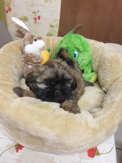 MAGNIFIQUES SHIH TZU M&Acirc;LE ET FEMELLE A R&Eacute;SERVER.. 660 86400 Civray