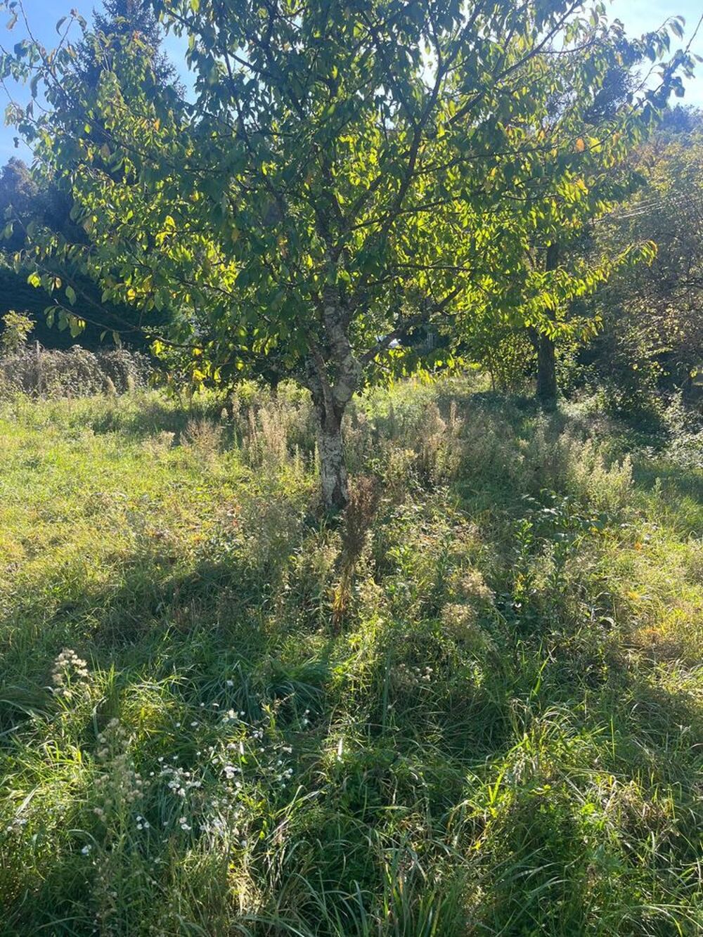 Vente Terrain Terrain constructible avec PC. Saint-chef