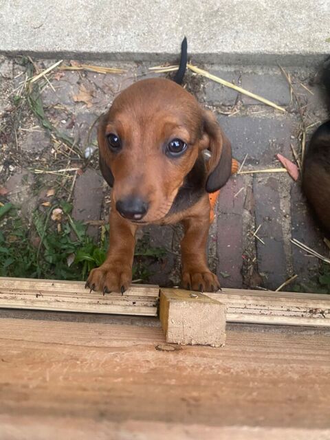 Chiots teckel 1200 58340 Saint-gratien-savigny