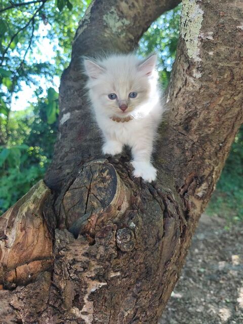 Chaton sib&eacute;rien LOOF 1500 85310 Chaillé-sous-les-ormeaux