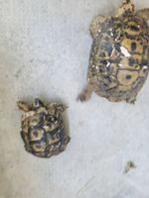   Tortue  