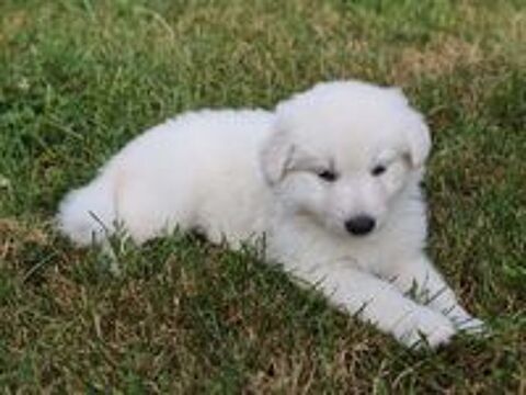   Chiots femelles Berger Blanc Suisse LOF (à réserver) 