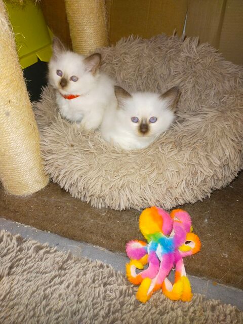 Chatons LOOF Sacré de Birmanie 1000 72600 Mamers