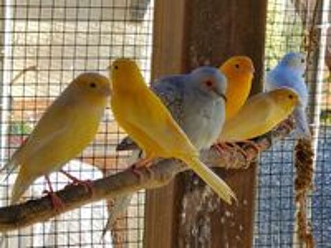   Oiseaux canaris  