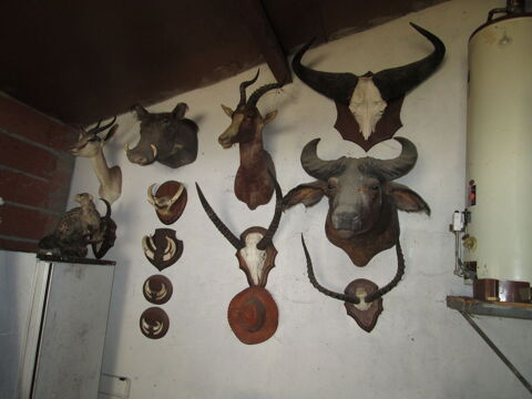 trophes d'animaux africain 0 Saint-Alban (31)