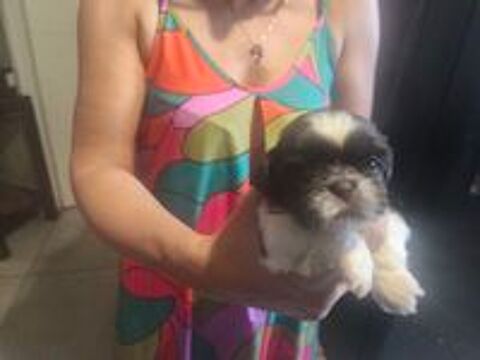   Adorables bébés Shih Tzu  