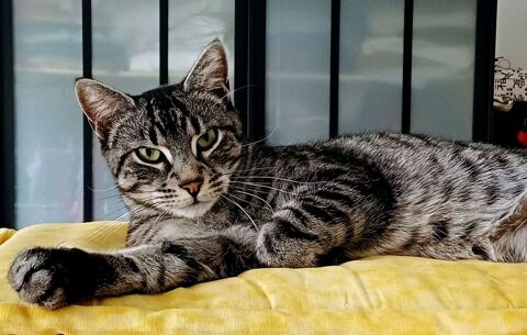 KINAI CHAT TIGRE GRIS 3 ANS 195 92260 Fontenay-aux-roses