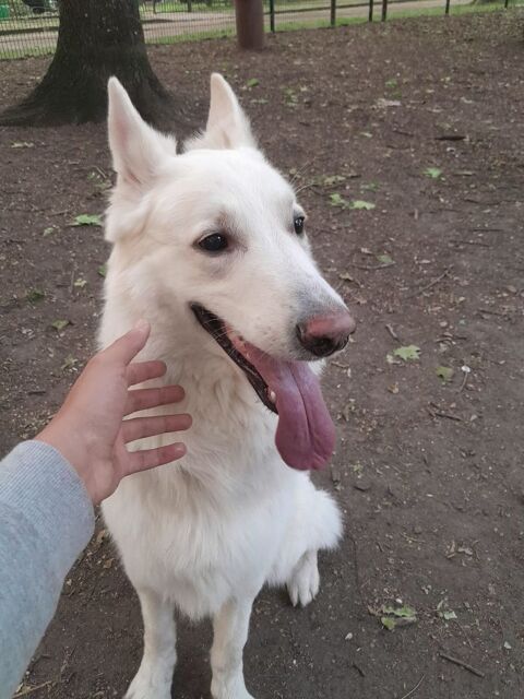 Don/ Berger Blanc Suisse 0 93120 La courneuve
