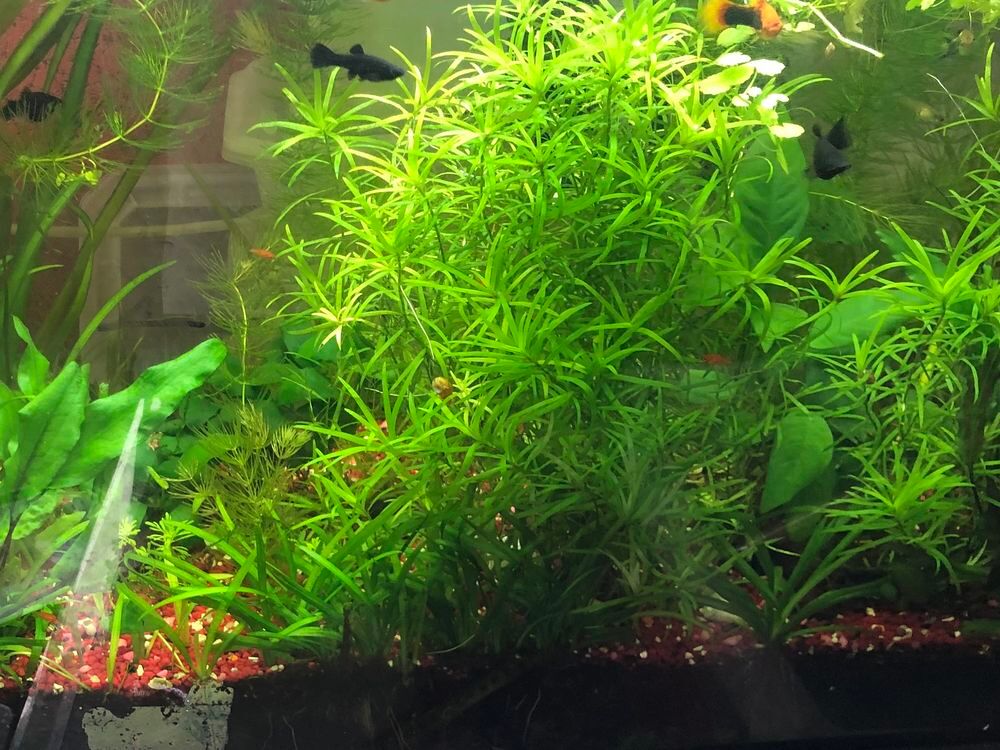   Diverses plantes purifiantes d aquarium 