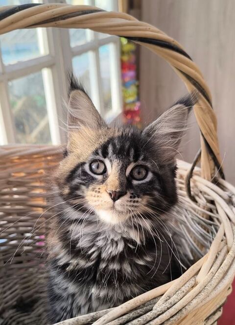 Aphrodite chatonne Loof 1200 89210 Brienon-sur-arman�on