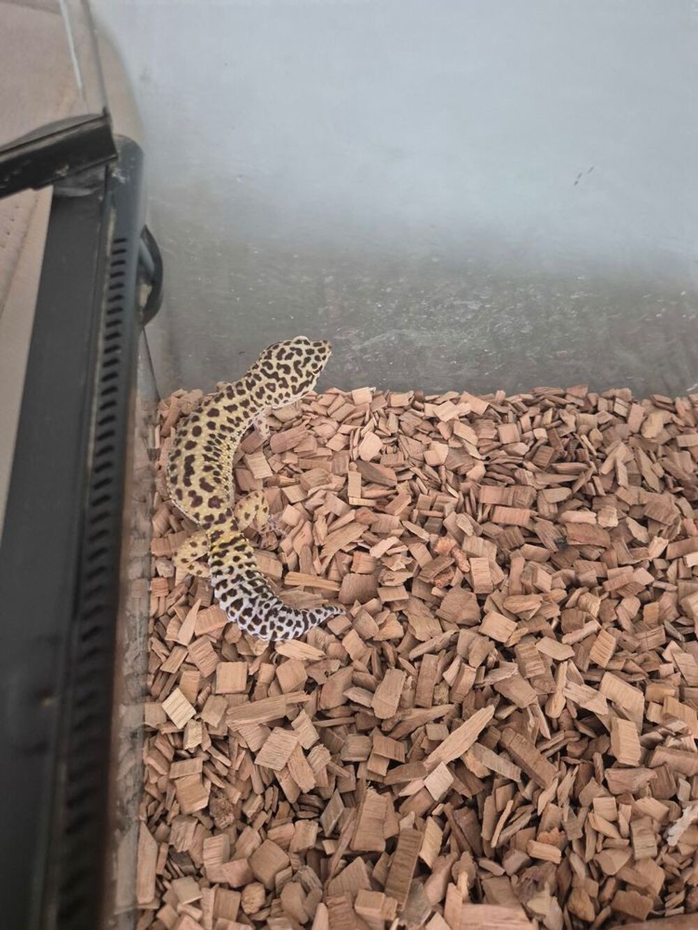   Geckos léopard  