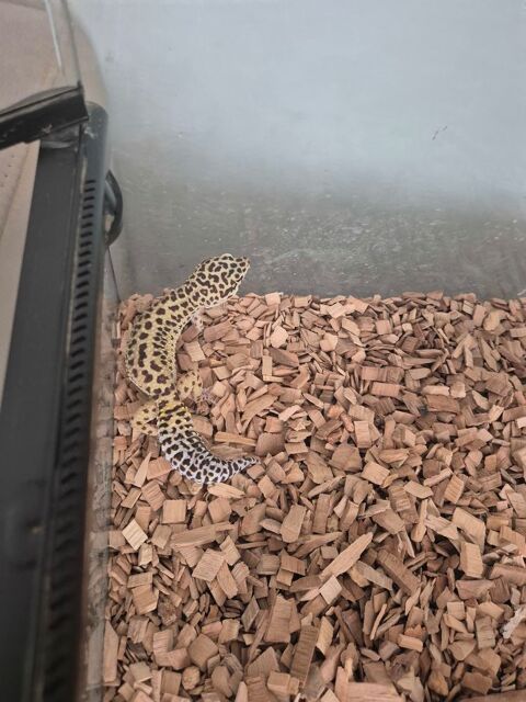 Geckos l&eacute;opard  200 44400 Rezé