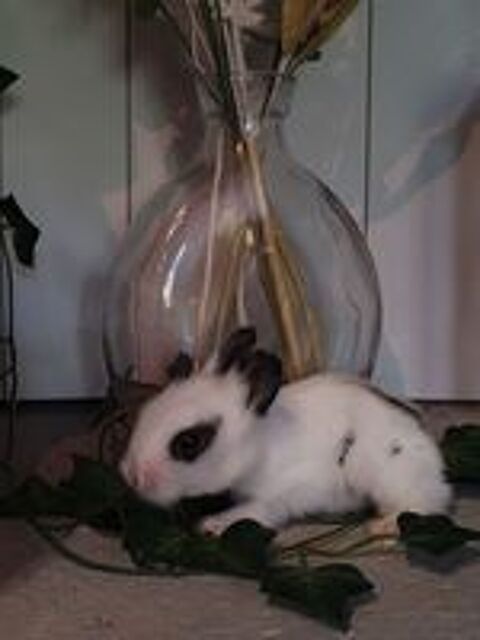   Lapereaux Teddy couleur papillon  