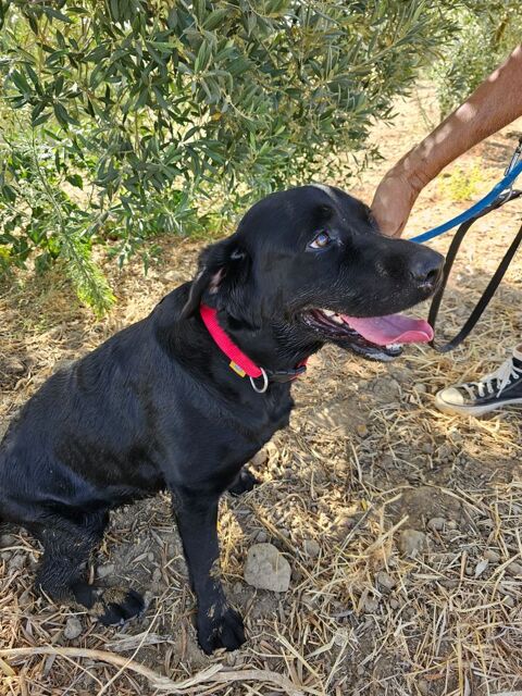 CHLOE 300 95610 ragny