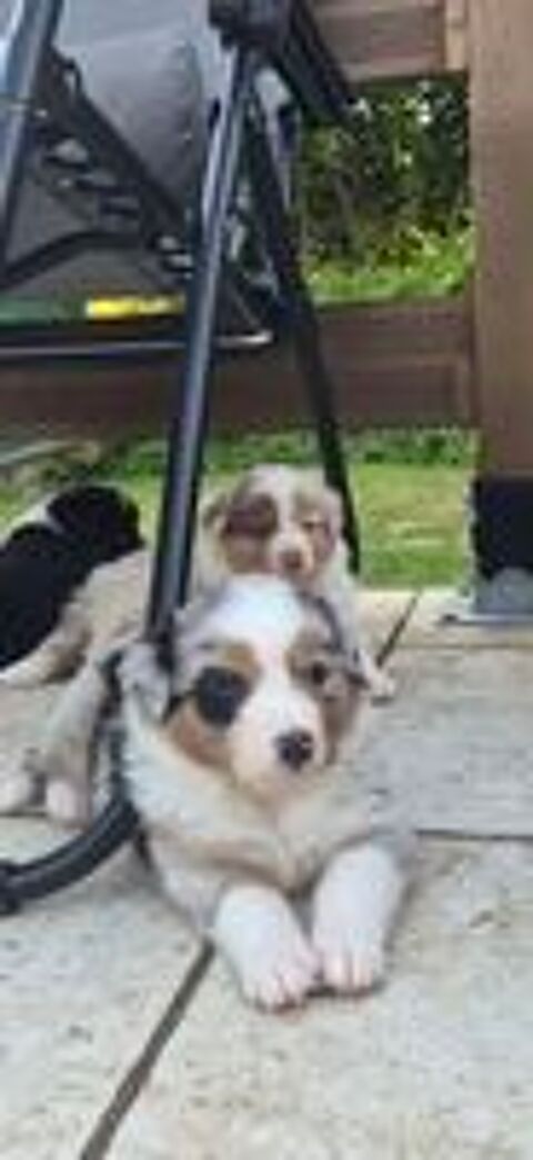   Chiots bergers australiens LOF 