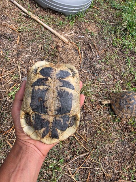 Tortue femelle 250 42420 Lorette