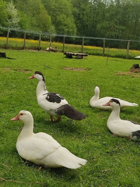 Canard de Barbarie 20 24140 Queyssac