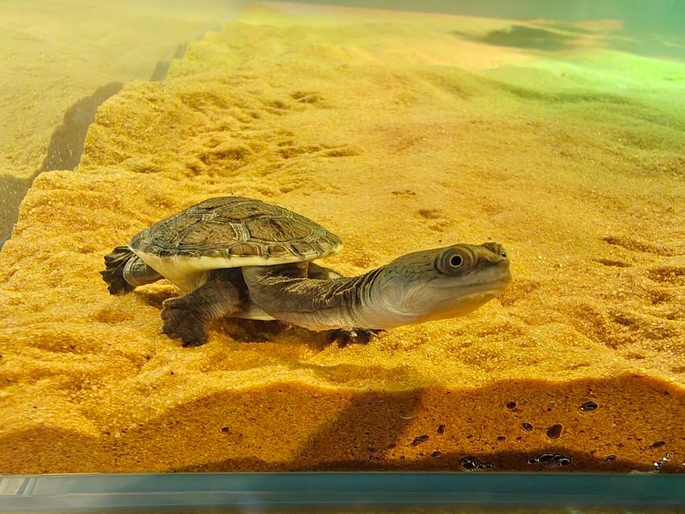   Bébé tortue chelodina rugosa ( cou de serpent )  