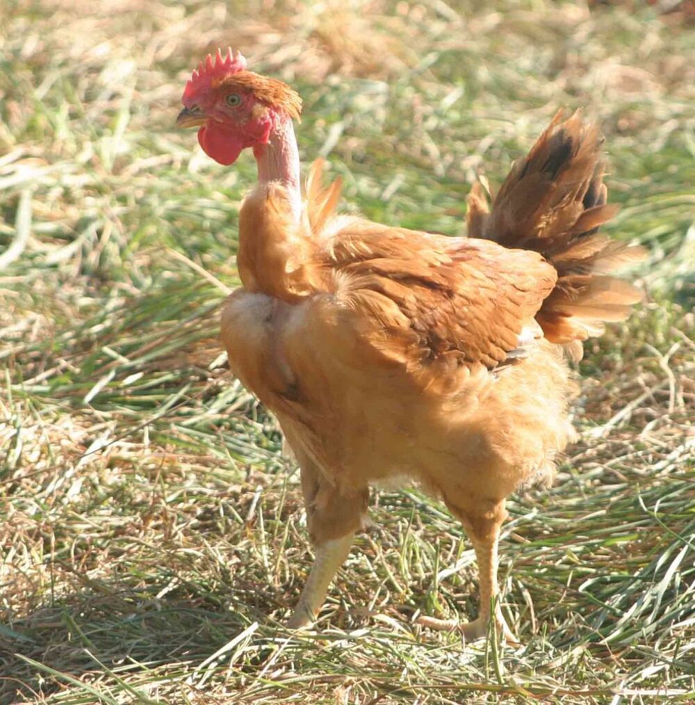   Poule cou nu  
