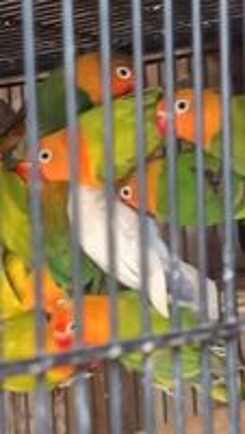   Agapornis Fischer  