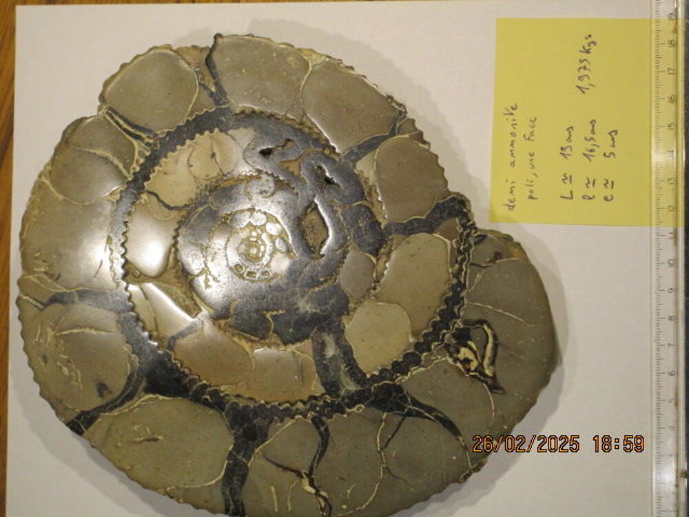 Demi Ammonites de Madagascar 