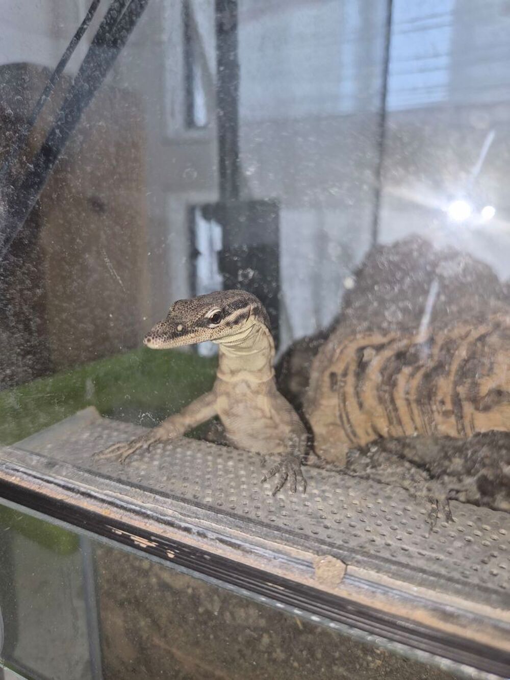   Varanus Glauerti 