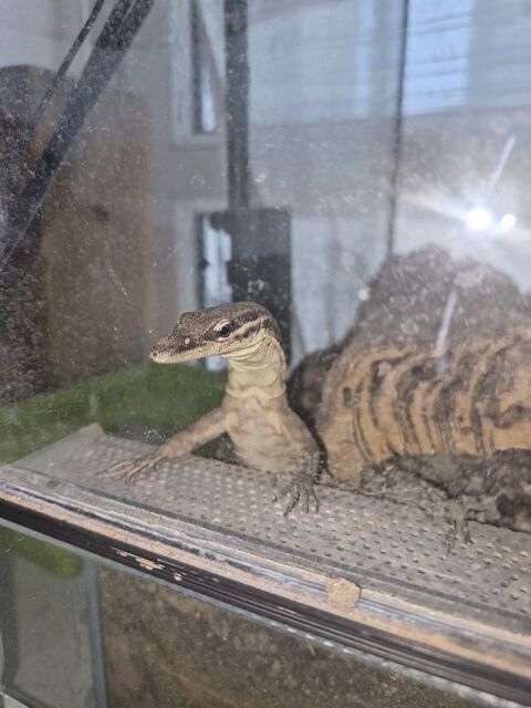 Varanus Glauerti 450 78500 Sartrouville