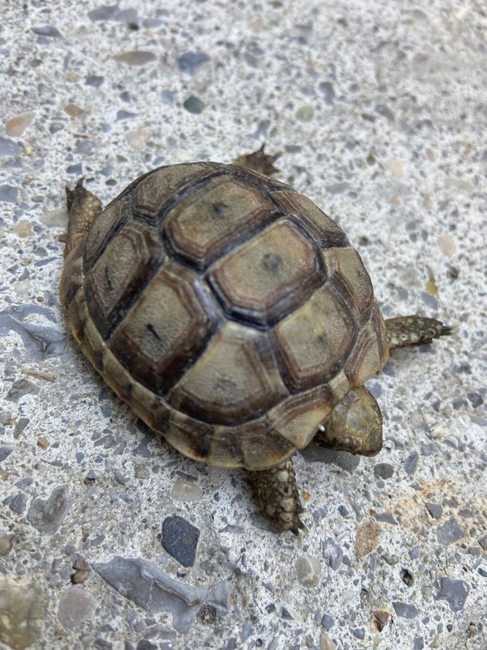   Tortue  