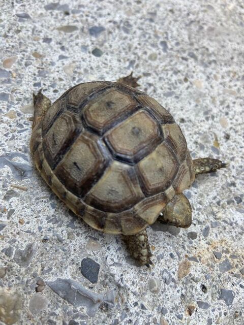 Tortue 50 07380 Meyras