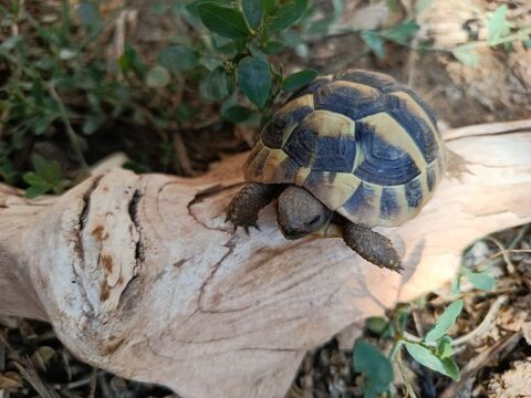 Tortues de jardin 50 34290 Servian