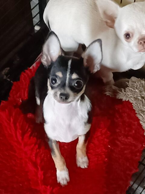 Chihuahua chien, chiot : annonces chihuahua à donner ou adopter