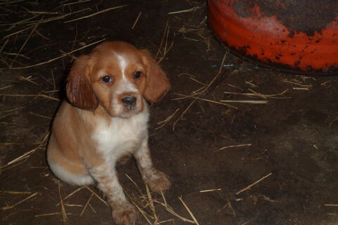 Chiots Epagneul Breton Parents LOF 600 24110 Grignols