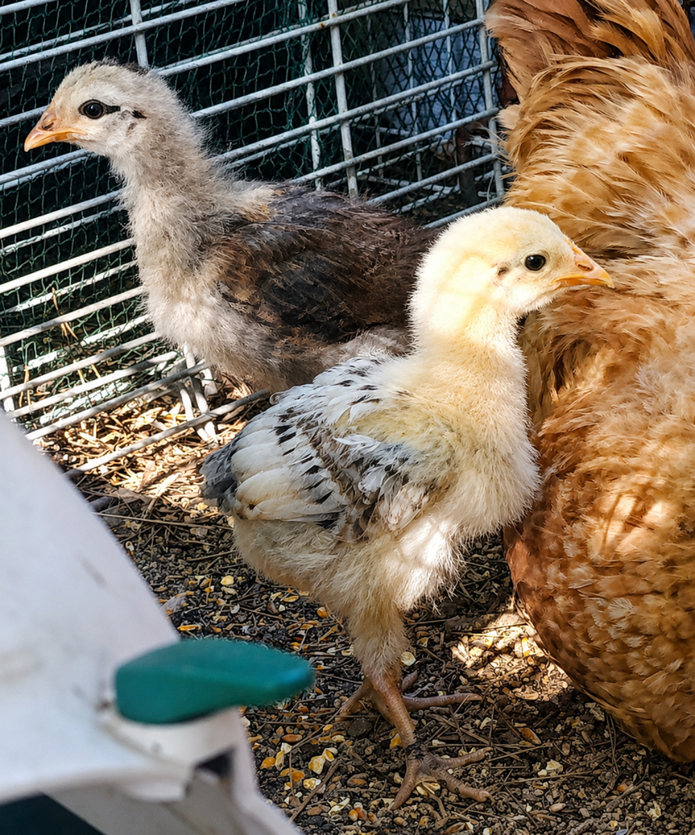  Poussins  